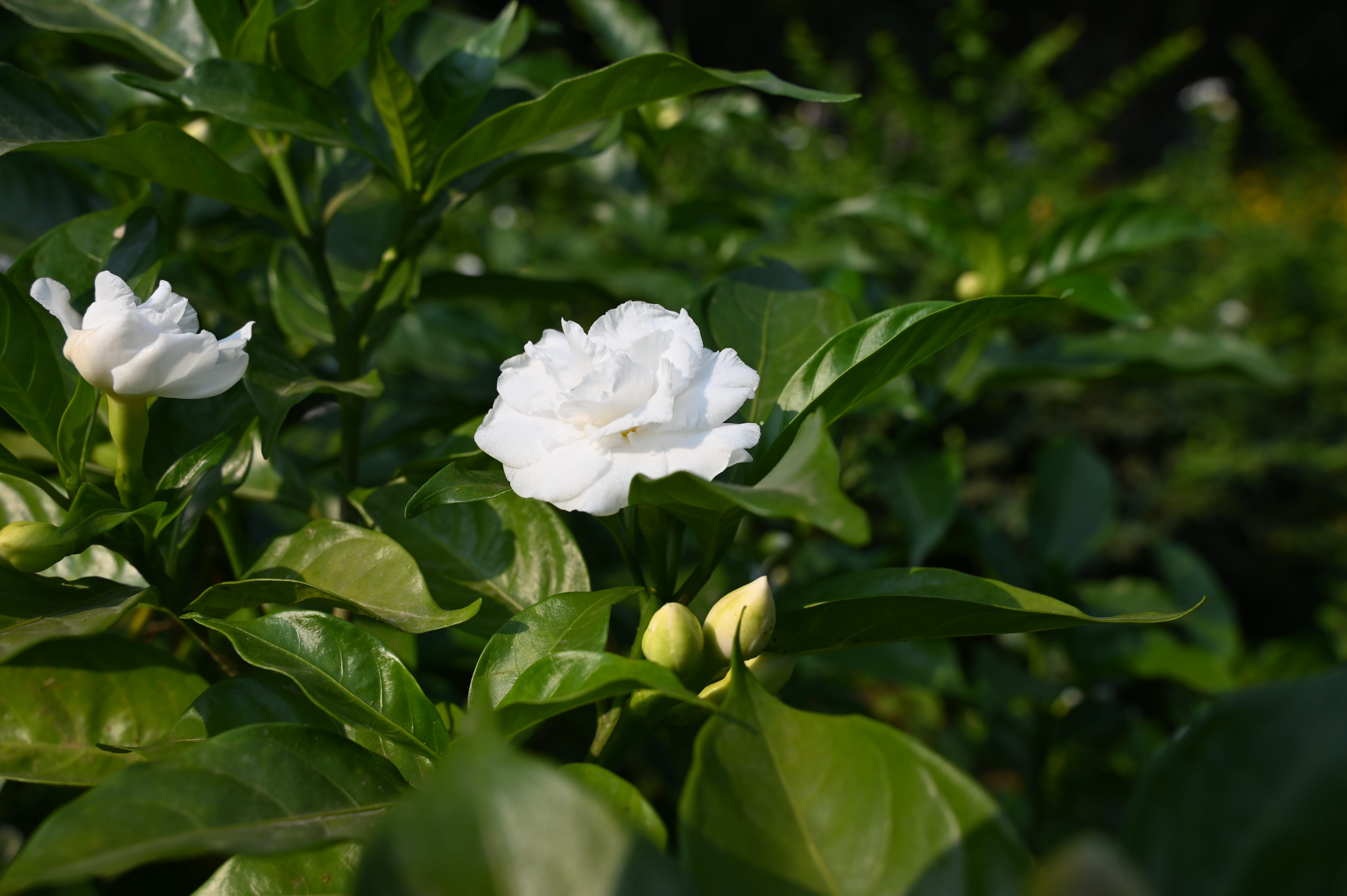 Featured photo - Tiger cooling off in water